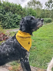 ImprintNow.ca - Cotton Bandanas
