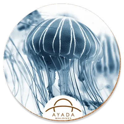 Round - Imprint Now - CA