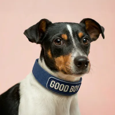 Pet Harness - Imprint Now - CA