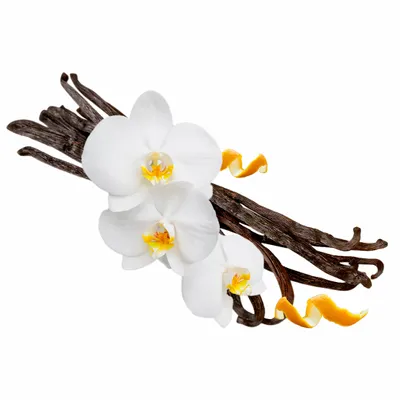 Vanilla - Imprint Now - CA