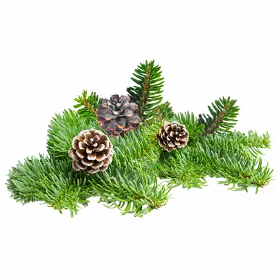 Pine - Imprint Now - CA