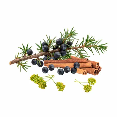 Juniper Berry - Imprint Now - CA