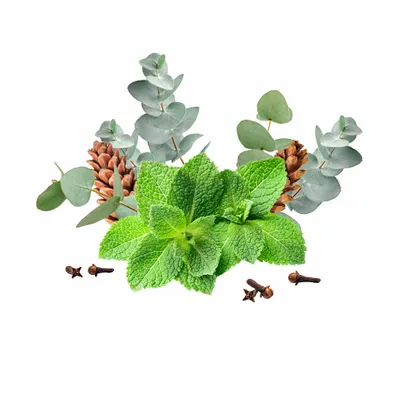 Eucalyptus & Mint - Imprint Now - CA