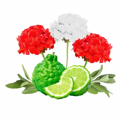 Cedar & Geranium - Imprint Now - CA