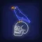 Crow Sitting Human Skull Neon Sign - Imprint Now - CA